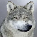 gasSADWOLF