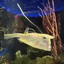 DFISH