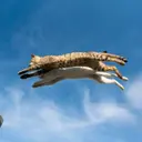 CATCHAIN