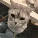 КОТОТРАХ
