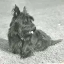 FALA