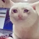 Crying Cat MEME