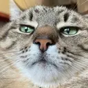 CATST