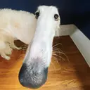 BORZOI