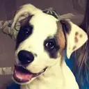 Jimbo
