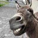DONK