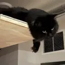 MERLIN