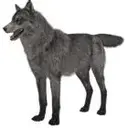 WOLFJ2