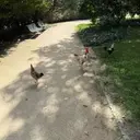 TCHICKEN