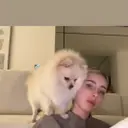 JDOG