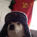 cdog