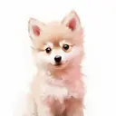 Kishu 