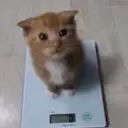 GRAMCAT