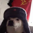 COMDOG