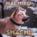$HACHI