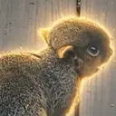 EIN