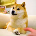 DOGE KABOSU