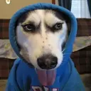 Doodie