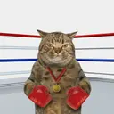 MEOWMAD