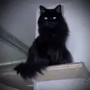 Telegram Cat