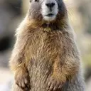 MARMOTS