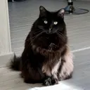 MITTENS