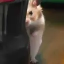 HAMSTER