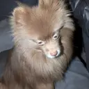 Evgens Dog
