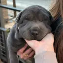 SHARPEI