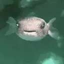 FUGU