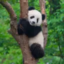Pandu