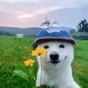 FLUFFDOG