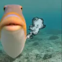 FFISH