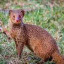 Mongoose