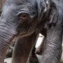Calf
