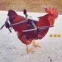 cock eats