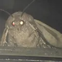 $MOTH
