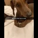 Tezt