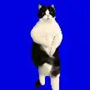 STONFICAT