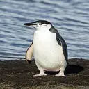 TPENGUIN