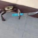 crabwifsword