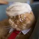 TrumpCat