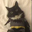 $BATCAT