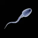 SPERMA