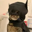 BATCAT