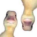$QUACK