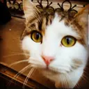 DurovCat