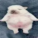 pibble