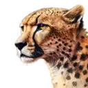 Cha