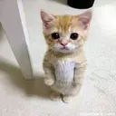 PIPU